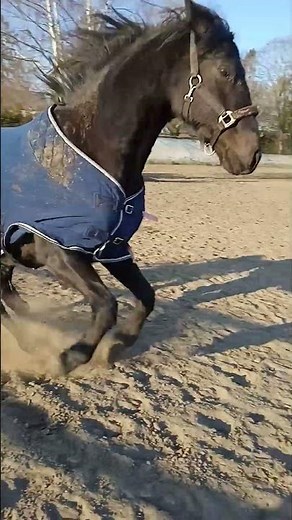 Cheval à vendre - Trotteur français - equirodi.be