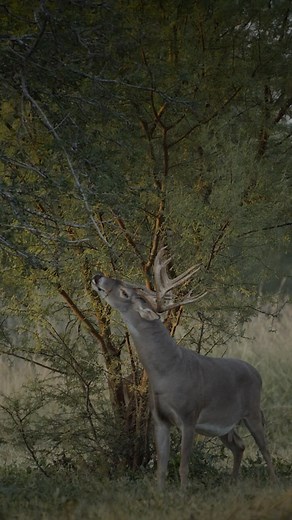 8.2K views · 1K reactions | Bucks are fat and almost all out of velvet. Deer season is upon us! It’s going to be a tough early season down here in old Mexico and probably most of south Texas as well, because of how green the brush is from all the rains… But hey, we’d rather have some tough hunting than a dry year!! #LasCuevasRanch | Las Cuevas Ranch | Facebook