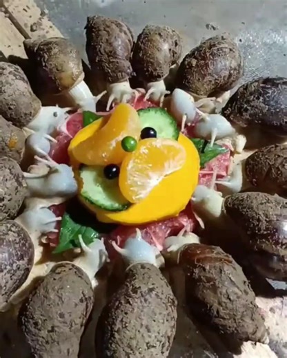 Web Exploit Plus on Instagram: "Escargots : l’élevage discret aux promesses durables"