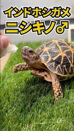 This is what happens to tortoises when they get too used to people.