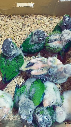 zooland2021 على TikTok