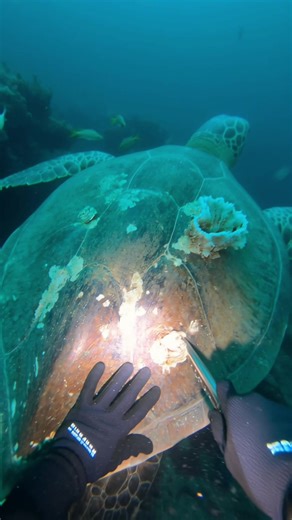 Pt.4 sea turtle barnacle removal -ASMR #ocean #gopro #safe #diving | Barnacles