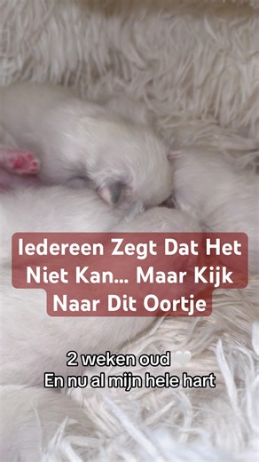 Is Dit Echt Een Tortie? 👀 Ragdoll Kitten Met Bijzonder Oortje