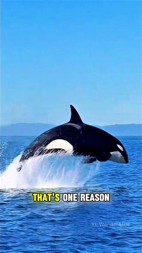 Did You Know Orcas Have Their Own Family Language? 🐋 #Orca #KillerWhale #Ocean #MarineLife