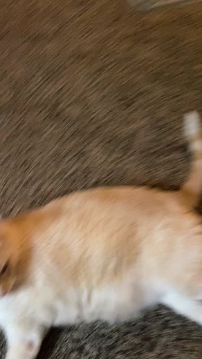 Berb is at it again. #hiherbert #herbert #hiherbertmeme #catsoftiktok #cats #cutecat