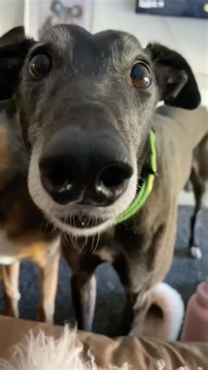 Why Greyhounds Chatter Their Teeth #goodtoknow #vet #medicine #educational #funfacts #lifehacks