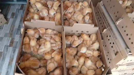 🐣 Quality Issa Brown Commercial Layers Chicks Available 🐣 Looking to start or expand your poultry farm? We’ve got you covered with top-quality Issa brown breeds: ✅ Issa Brown Commercial layers are the best for eggs production. Note; Payment is after delivery. 💰 Price: Ksh. 160 per chick 📍Kamakis (Thika road) delivery options across Kenya 📞 Call/WhatsApp: 0724511417 #chickeneggs #chickenlayers #commarciallayers #eggskenya #layerschicken