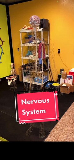 Exploring Your Inner Squid: Anatomy of Nerves and Chronic Pain