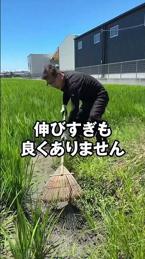 稲に追肥をするコツ#魚粉肥料 #農業 #熊本 #農業を盛り上げたい #米農家