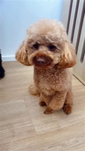 Nervous at the start, more relaxed by the end. This is why slow, quiet grooming matters for young dogs. Puppies learn that brushing, drying and coat care can feel safe and predictable. Healthy coat, calm experience. | LOCAL Dog Grooming