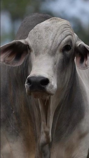 Cow Love 348 #cow #shorts #cowvideos #aicow