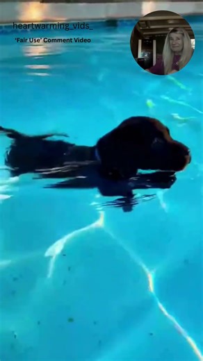 Puppy’s First Pool Jump #fun #cute #swimming
