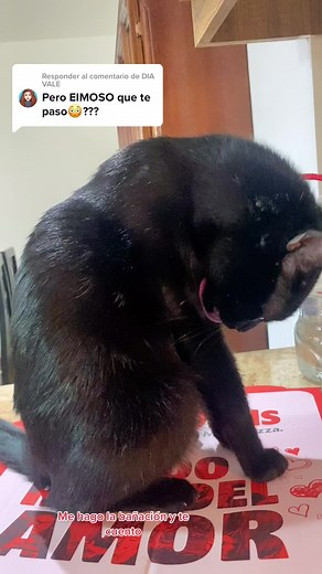 Cómo identificar la tiña en gatos y su tratamiento