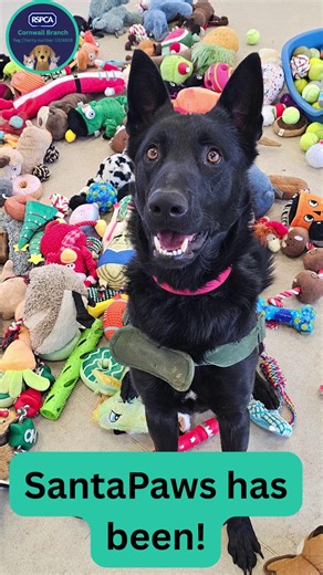 Santa Paws came to the centre and it was full of wagging tails and twitching whiskers 🎁🐶🐱 Our dogs and cats loved getting the chance to choose their own festive surprises, and safe to say, the excitement levels were very high! These joyful moments mean so much to the animals in our care and help bring comfort, enrichment, and a little festive magic to their days while they wait for their forever homes. And the fun doesn’t stop there, all of our cats and dogs will be enjoying even more goodies