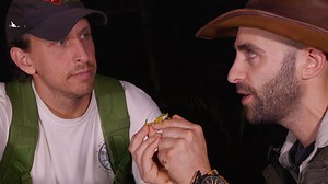 3.6K views · 57 reactions | Coyote is on the search for one of the rarest frogs in the world, the Lemur Leaf Frog! The Lemur Frog itself is critically endangered across the globe and only one step away from being considered extinct. So with this frog being so rare you might wonder…will the team actually be able to find one? Get ready to find out! | Brave Wilderness | Facebook