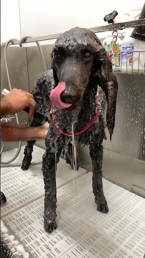 Standard Poodle Makeover 🐩 Dog Grooming before and after