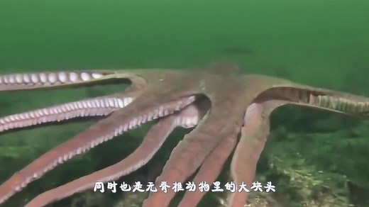 世界上最大的巨枪乌贼，寿命只有450天，天敌却只有一类！