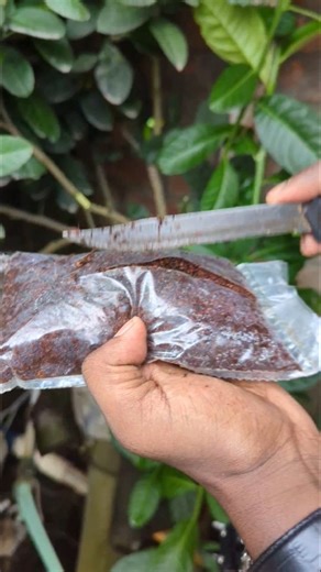 43K views · 1.3K reactions | How to air layered lemon plant #gardening #plants #plantation #airlayering | Nature's Roots | Facebook