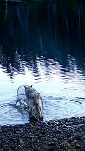 In 2024, a hidden camera captured footage of a wolf stealing the bait from a crab trap, which some researchers suggest constitutes the first reported tool use by a wild wolf. While captive canids—like dogs and dingoes—have been observed using tools to solve problems, this new study highlights the adaptability and cleverness of wild wolves and sparks debate over what constitutes tool use. Learn more about signs of animal intelligence and what wolves are really capable of: https://on.natgeo.com/48