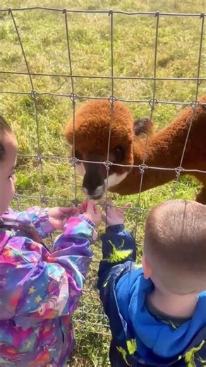 Feeding a Baby Llama 🦙 | Fall Fun at the Pumpkin Patch 🎃❤️