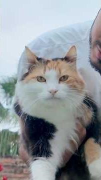 My cat isn't special, but it is beautiful | #cats #calico