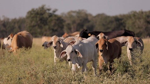 45K views · 2.1K reactions | Over 75 years of passion and dedication are woven into the rich history of V8 Ranch. In our latest video, our family tells the story of V8 and pays tribute to those that came before us. Video by: Paige Wallace Photography | V8 Ranch | Facebook