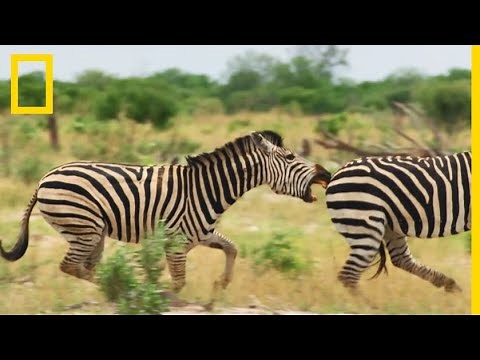 This zebra faces a dominant male in a violent fight