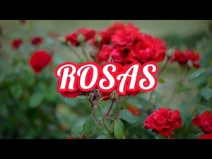 Rosas-Freddie aguilar-Lyrics/3Roses