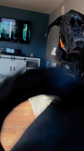 38K views · 1.6K reactions | Dogs at play Joes nap is over ! It’s time to play. #TwoDogs #PlayTime #GreatDane | Larry_the_great_dane | Facebook