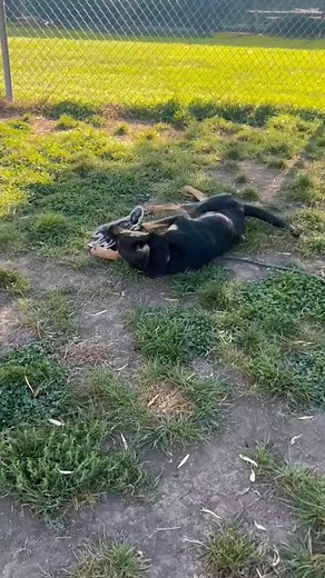 How is this gorgeous pup still waiting? Apply and watch your email for Wags communication! This handsome 1-year-old Lab mix weighs in at 51 pounds and is ready to bring joy, laughter, and plenty of tail wags into his new home. Timmy is a playful, friendly, and goofy boy who loves everyone he meets. He’s also a big fan of other dogs, making him a great companion for a pup sibling—or the perfect solo sidekick if you’re looking for one-on-one fun. Like most young dogs, Timmy is still learning. He’l