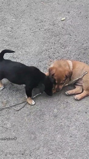 Cute Little Dogs Playing 🥰🐶🐾 #cutedogsofyoutube #cutedogshortvideo #cutedogsplaying #dogisfamily