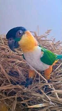 Crazy Parrot Plays in Hay Box! 🐦💥 Caique Goes Wild and Has the Time of His Life #funnyparrots
