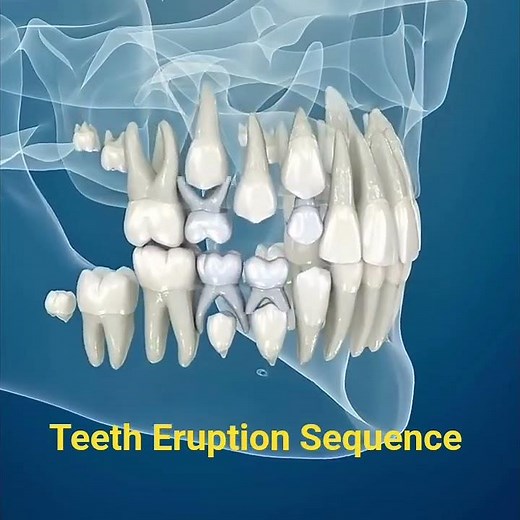tooth eruption sequence and ages:Primary (Deciduous) and Permanent teeth