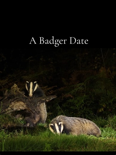 BADGERS Badgers are fascinating, nocturnal mammals known for their distinctive black and white faces, powerful bodies and strong digging abilities. They spend much of their time foraging for earthworms, insects, small animals, fruit and other food, often venturing out after sunset. Although they can be shy and elusive, watching badgers in their natural environment can be a very rewarding experience, especially when they interact with one another or carefully explore their surroundings. #badger #