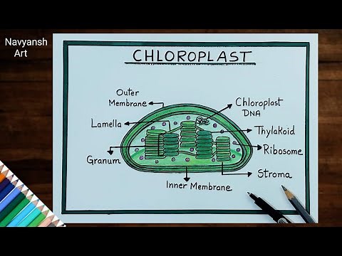 Chloroplast labeled diagram drawing / How to draw Chloroplast diagram step by step / Biology diagram