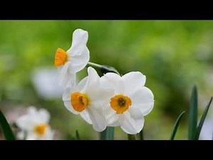 "Welcome Spring" by Marianne Vedral