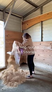 Morning routine with 5 horses #horses #horse #equine #equestrian #routine | Stephanie Moratto