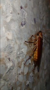 Jumping Roach - Jumping Cockroach - #viral #shorts #video #trending #cockroach #Roach