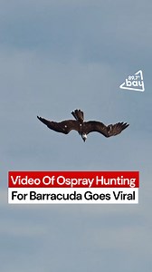 Nature photographer Mark Smith captures a stunning and uncommon scene of an osprey diving into the water and emerging with a barracuda in its claws as it searches for its food. More at: https://bay.com.mt/video-of-osprey-hunting-for-barracuda-goes-viral/ | 89.7 Bay