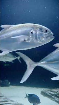 Fish Vs Bird | Blue Planet II | BBC Earth #shorts