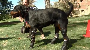 Watch a dog take his very first steps with his new prosthetic legs | NowThis