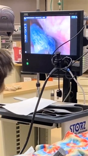 Dr. Evan Antin 🐾 on Instagram: "Guess what we pulled out of a little king snake⁉️ You won’t guess, you just need to watch! I’ve pulled panties out of dogs but I never would’ve guessed a little snake could hork down completely intact underwear 🤣! I’m sure you’re wondering…and yes, most likely those were due to be laundered 😬🐍 This foreign body was ingested within the last 24 hours and luckily that was soon enough to retrieve it using our endoscope. When possible, endoscopy can provide a non-i