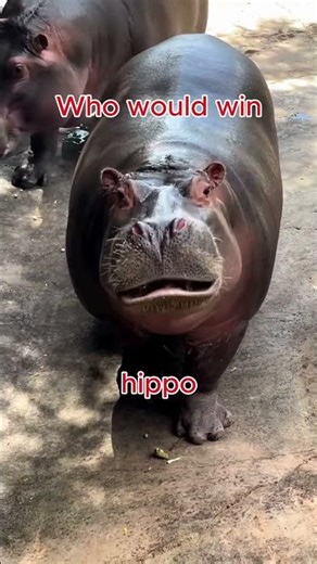 Who would win in a fight? 🤔🥊🔥