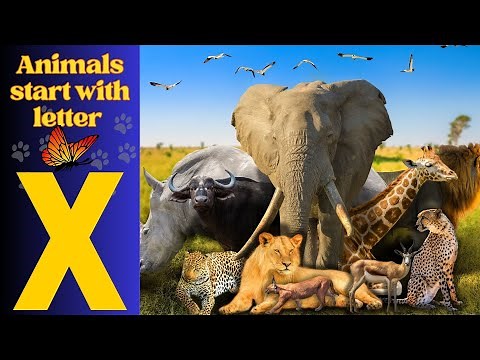Animals Starting With X| Learn Animal Words That Start With Letters X #animals #soullingo