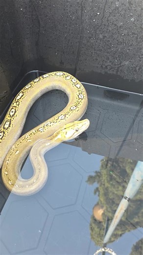 #reticulatedpython #retic