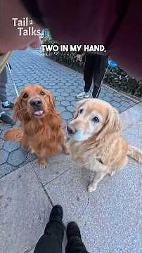 We saw two Golden Retrievers in the park! #dog #retriever