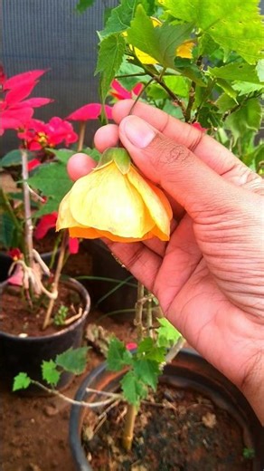 👉 This Bell Hibiscus Bloomed Like Magic 🌺 | Terrace Garden Beauty | #Shorts#HibiscusPlantCare