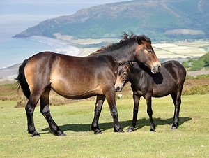 Exmoor Pony Info, Origin, History, Pictures