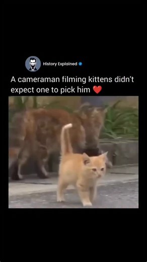 History Explained on Instagram: "Follow @HISTORY__EXPLAINED for more interesting content! ✅ While filming a group of playful kittens, the cameraman unexpectedly became the star of the moment. One bold little kitten wandered over, climbed onto him, and decided it wasn’t going anywhere — choosing affection over curiosity. Sometimes, you’re not chasing the moment… the moment comes straight to you. Moral: The most genuine connections aren’t scripted — they’re simply felt. 🐾 #viral #explore"