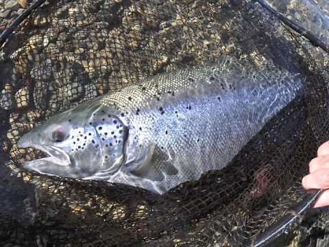 The Hunt for Landlocked Atlantic Salmon on the Fly! and New IGFA World Record Atlantic Salmon